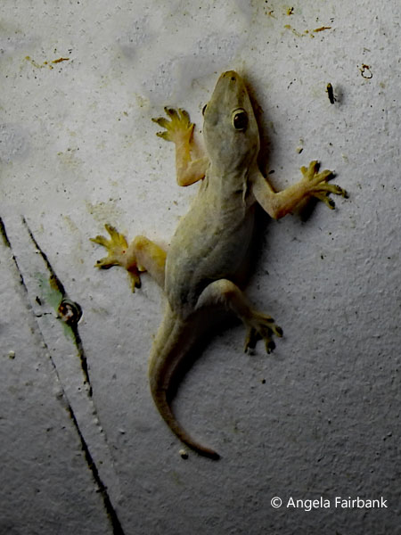 gecko outside hotel room in Savannakhet