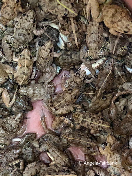 frogs in bucket