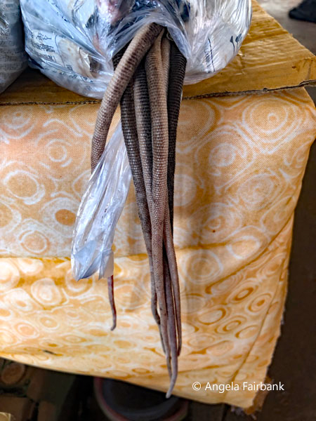 rats in bag