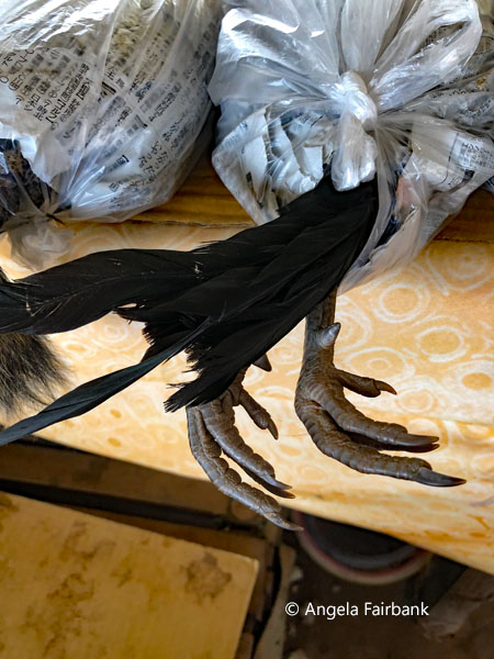 bird in bag
