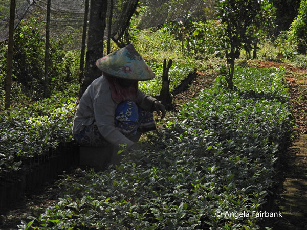 woman in coffee plant nursery 1