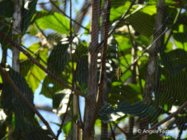 spiderweb 1