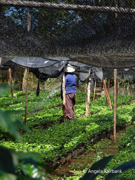 woman in coffee plant nursery 2