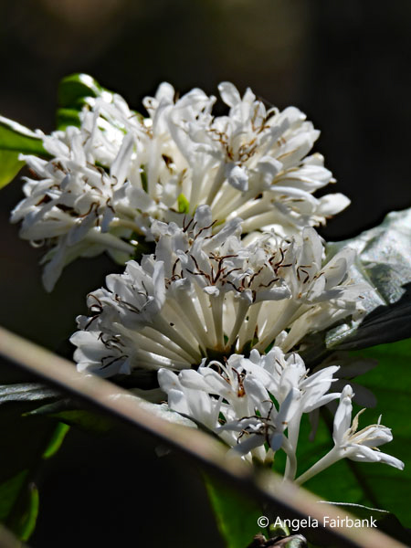 coffee flowers