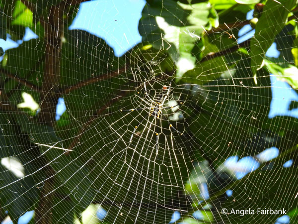 spiderweb 2