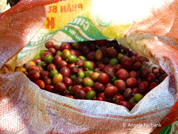 freshly picked coffee beans