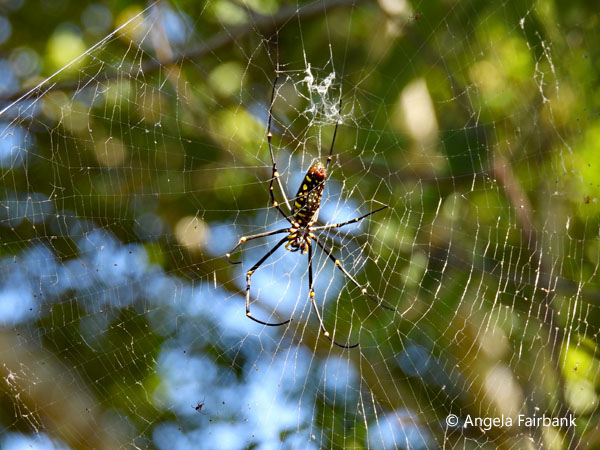 spiderweb 3