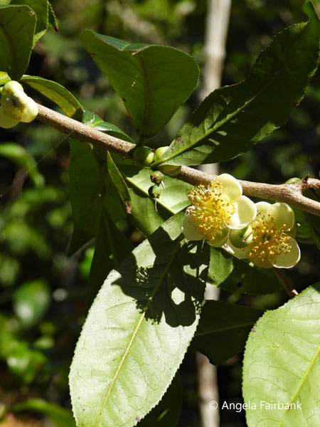 tea flowers