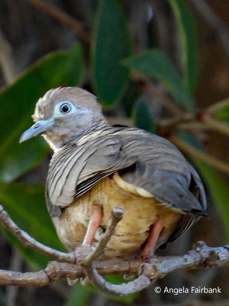 zebra dove (Geopelia striata)