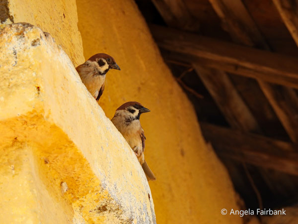 sparrows at Nokorbachey Wat