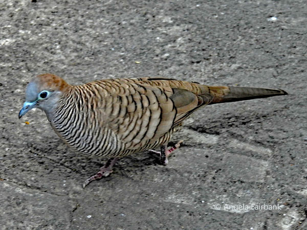 zebra dove (<i>Geopelia striata</i>)