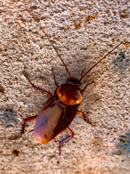 large cockroach