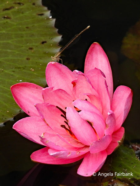 pink water lily and dragonfly near cave temple