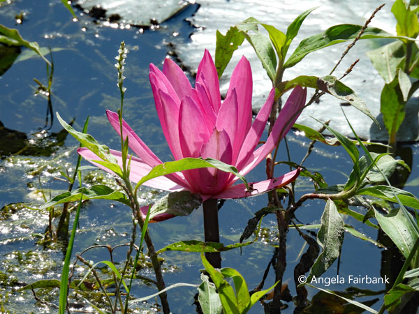 pink water lily