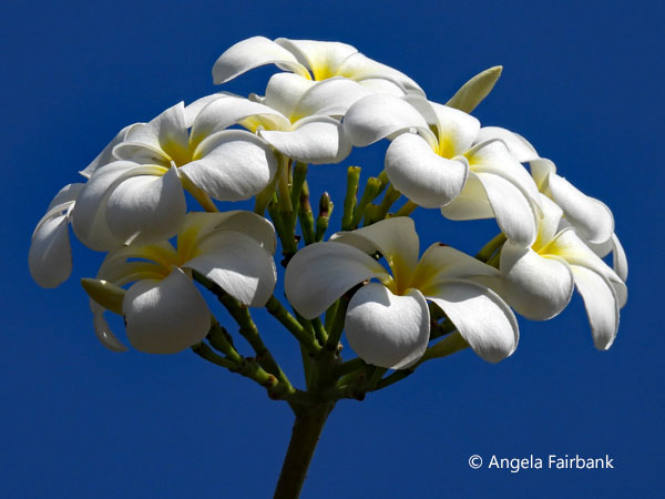 white frangipani