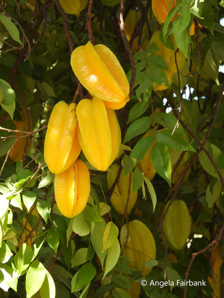 star fruit growing on tree