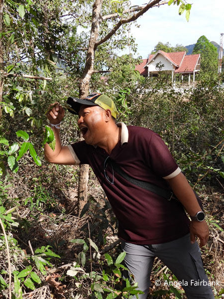 Peng our guide showing us ants to eat