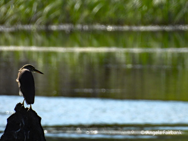 heron at Nong Thao Lake