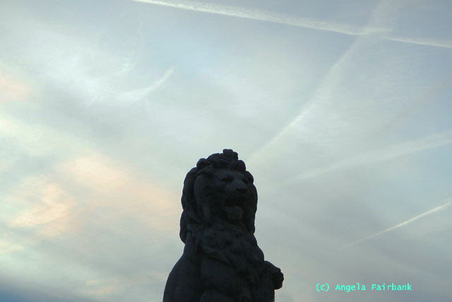 lion with impressive sky