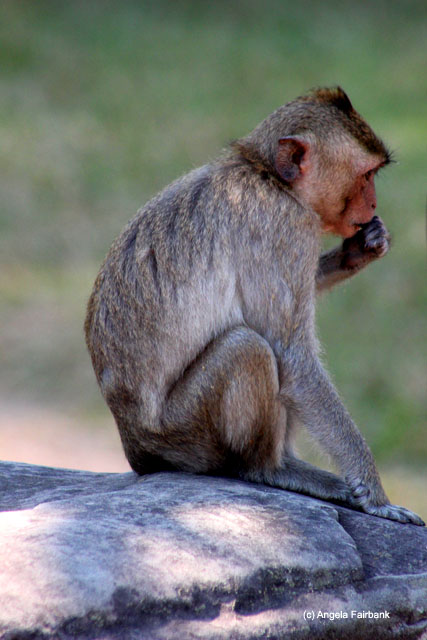Long-tailed Macaque monkey at Angkor Wat 1
