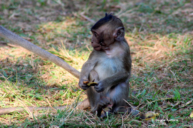 Long-tailed Macaque monkey at Angkor Wat 
