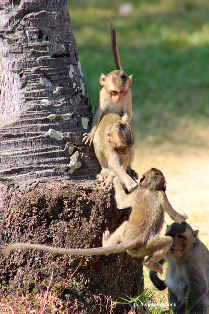 Long-tailed Macaque monkeys at Angkor Wat 
