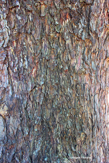 Bark of shady tree at Angkor Wat