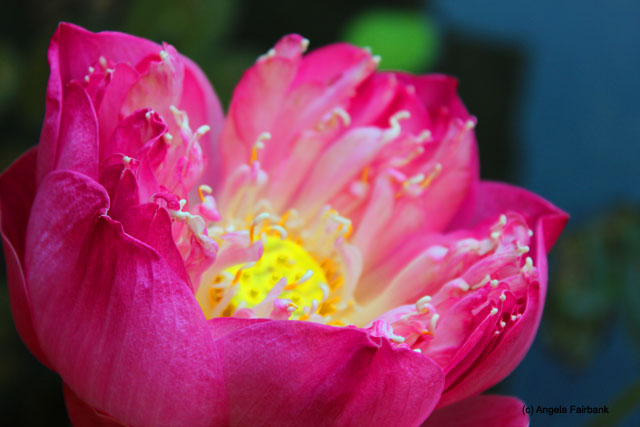 lotus flower