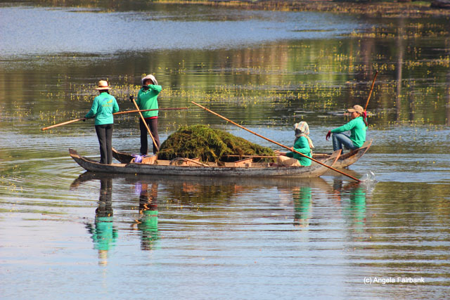 Collecting lake weed at Bayon