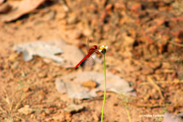 Red dragonfly on a flower at Angkor Thom