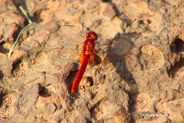 Red dragonfly on the rocks at Angkor Thom