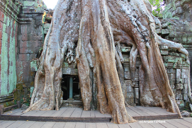 Tree invading Ta Prohm 2