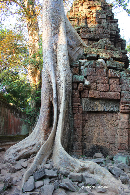 Tree invading Ta Prohm 1