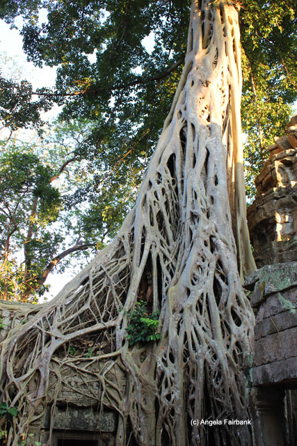 Tree invading Ta Prohm 3