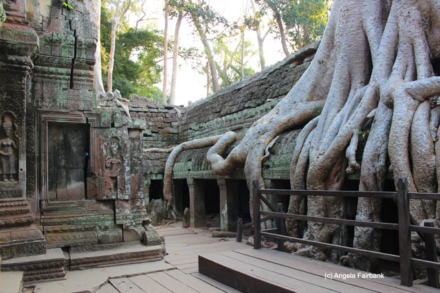 Tree invading Ta Prohm 4