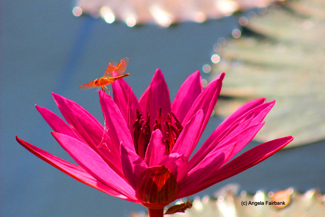 water lily and dragonfly