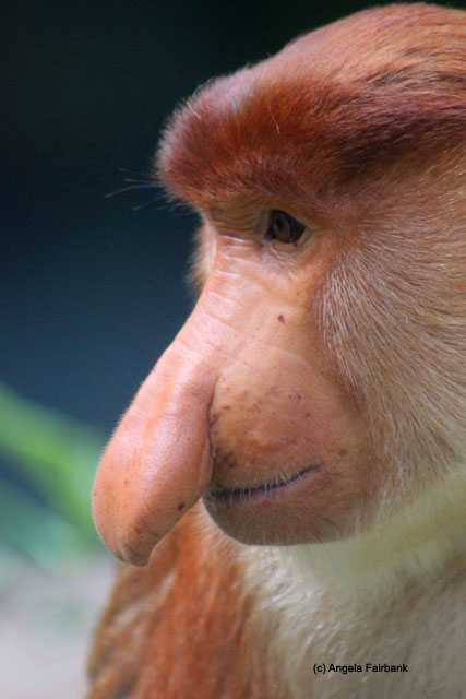 proboscis monkey male 1