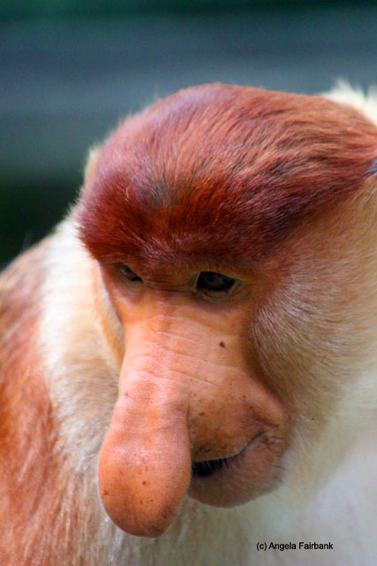proboscis monkey male 2