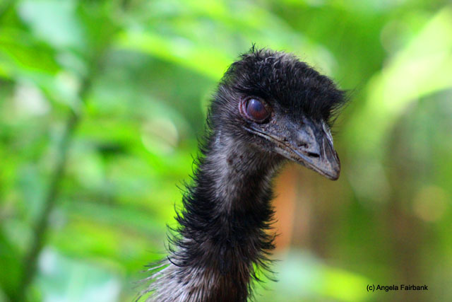emu