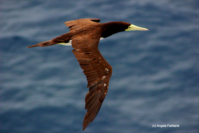 brown booby