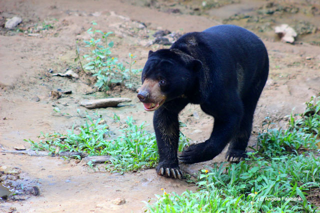 sunbear