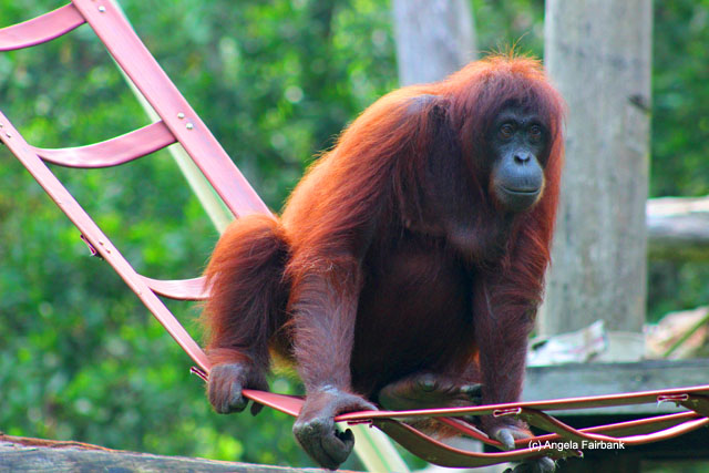 orangutan 1