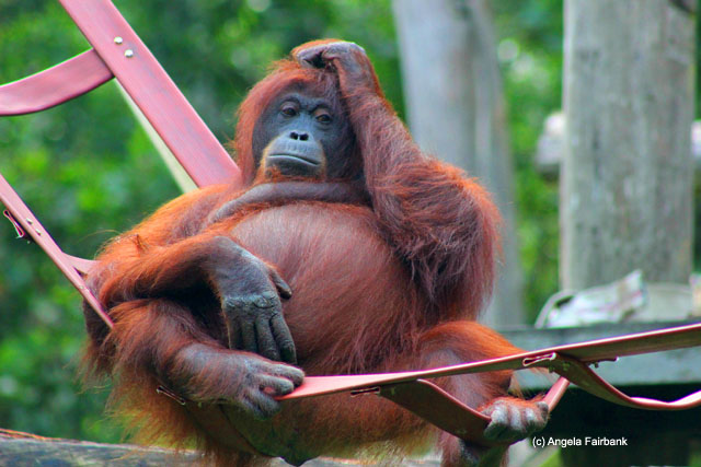 orangutan 2