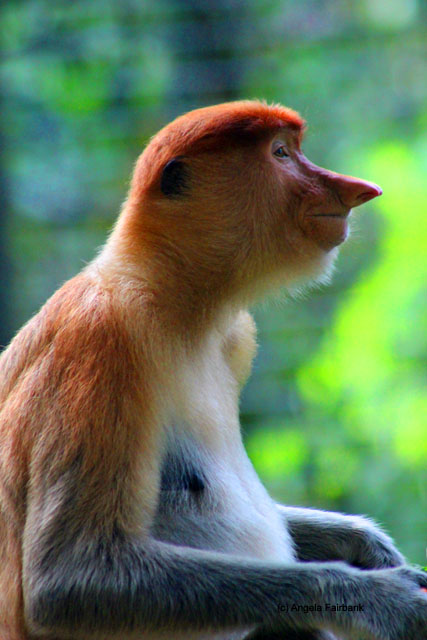 proboscis monkey female 1