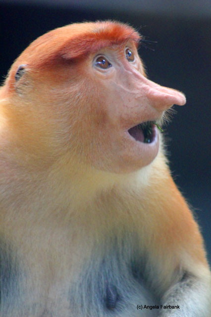 proboscis monkey female 2