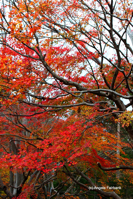 autumn leaves at lunch place