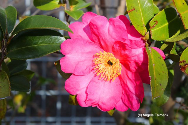 Camelia flower