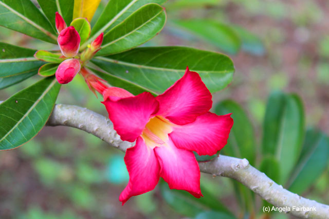 flower at typical three-generation house