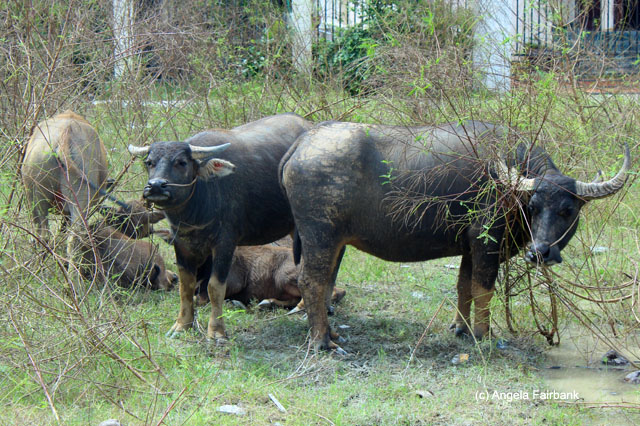 water buffalo