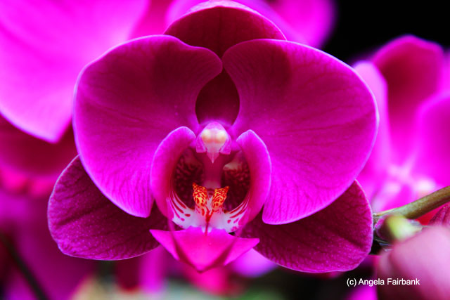 orchid at Pao-An Buddhist temple